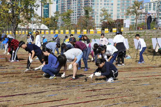 전북 고창군은 도·농 교류를 위해 서울 이촌 한강공원 등지에 1만5100㎡의 보리밭을 일구고 한강초등학교 학생 60여 명과 함께 씨앗을 파종했다.
